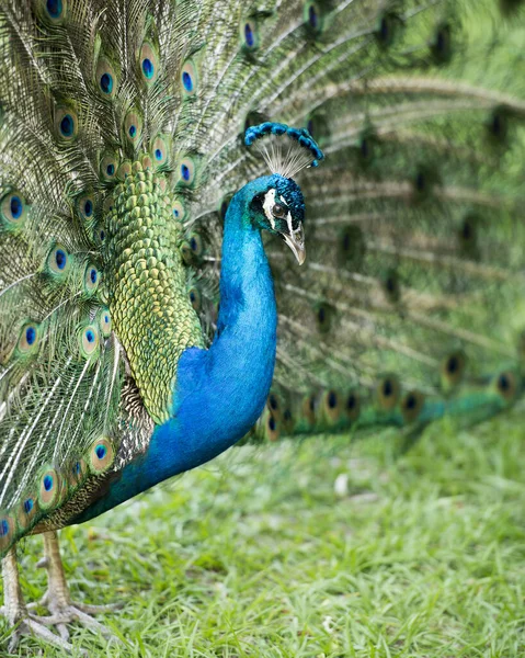 Peacock Közelkép Profil Gyönyörű Színes Madár Peacock Madár Kijelző Hajtsa — Stock Fotó