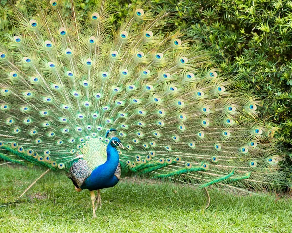 Pavão Close Perfil Belo Pássaro Colorido Pavão Exibindo Dobra Aberta — Fotografia de Stock