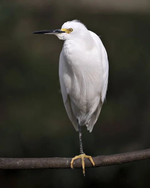 Snowy Ereiher Nahaufnahme Profil Ansicht Mit Einem Unscharfen Hintergrund Zeigt — Stockfoto