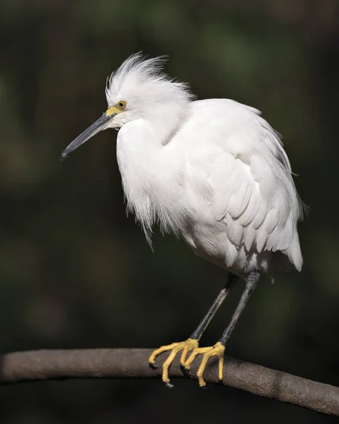 Snowy Egret Zbliżenie Profil Widok Siedzący Gałęzi Wyświetlające Białe Pióra — Zdjęcie stockowe