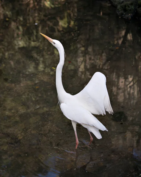 Héron Blanc Vue Profil Rapprochée Dans Eau Avec Ses Ailes — Photo