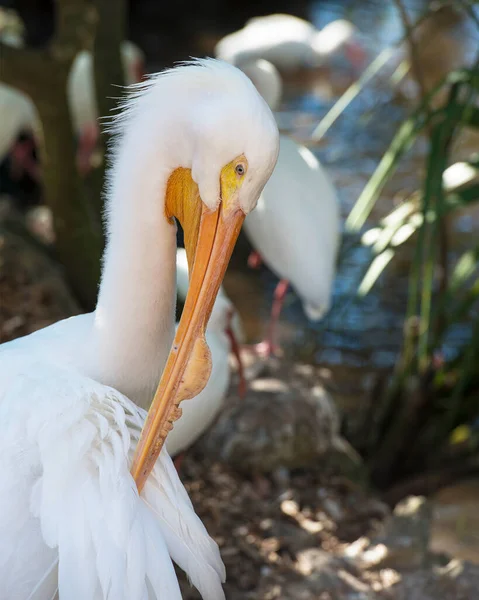White Pelican Head Nahaufnahme Profil Ansicht Mit Einem Unscharfen Hintergrund — Stockfoto