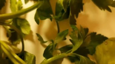 Yeşil maydanoz yaprakları, 360 derece dönüş. 360 derece, video. Lezzetli bir akşam yemeği. Sağlıklı yemek. Lezzetli ve vitaminli. Diyet ve vejetaryen. 