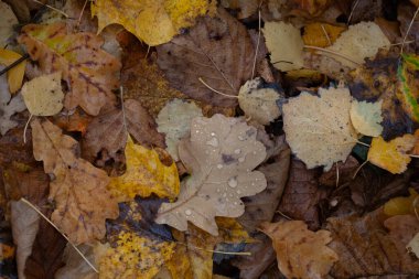 Autumn multicolor wet leaves from different trees in creative mess on the ground. Oak leaf with raindrops in the center, background, closeup