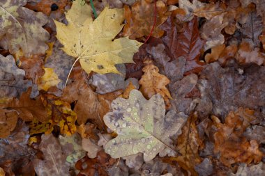 Autumn multicolor wet leafs from different trees with raindrops cover the ground in rainy day, background, closeup