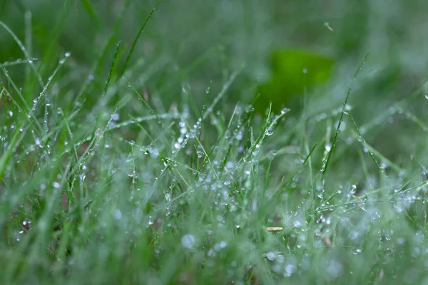 Green grass with a lot of small silver drops after summer rain, close up