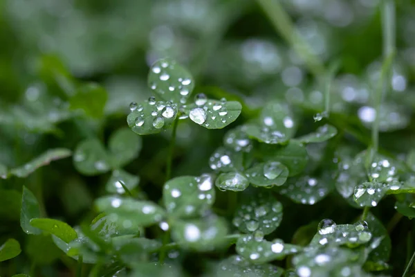 Clover sprout surrounded by grass with a lot of small silver flickering drops after summer rain, close up