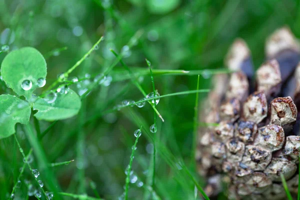 Small silver drops and wet pine cone on grass after summer rain in cloudy day, close up