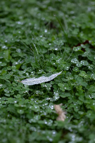 Tree leaf with small drops after summer rain as little silver boat alone on wavy sea of grass, close up