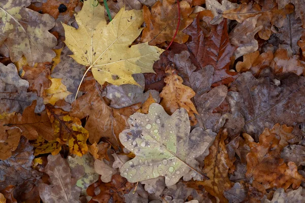 Autumn multicolor wet leafs from different trees with raindrops cover the ground in rainy day, background, closeup