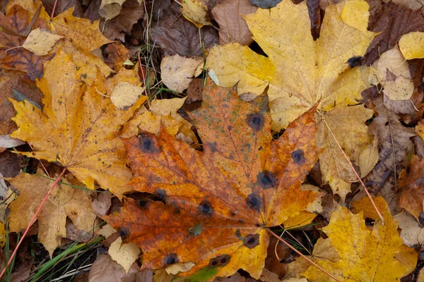 Autumn wet yellow leaves of maple and linden cover the grass in rainy day, background, closeup