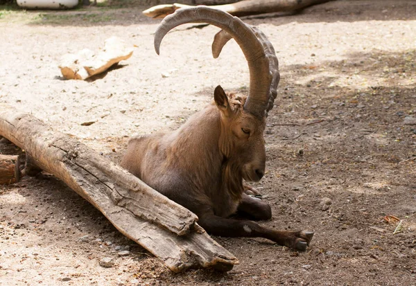 Capra ibex or capricorn with beautiful horns resting in the sand. Animal in the zoo