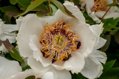 Çiçek açan beyaz şakayık çiçeği. Stamens ve şakayık makro fotoğrafların anneleri. Güzel Doğa Arkaplanı