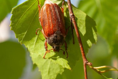 Ağacın yeşil yapraklı tahtakurusu. Güneşli bir günde böcek olabilir. Melolontha yemek örtüsü yakın plan.