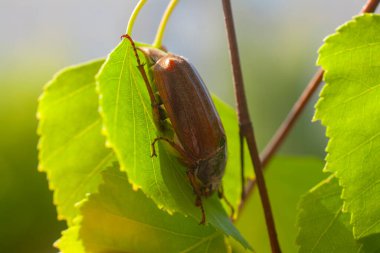 Ağacın yeşil yapraklı tahtakurusu. Melolontha yemek örtüsü yakın plan