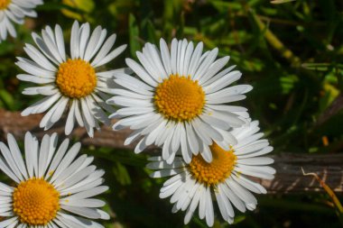 İlkbaharda üç çiçek açan papatya.