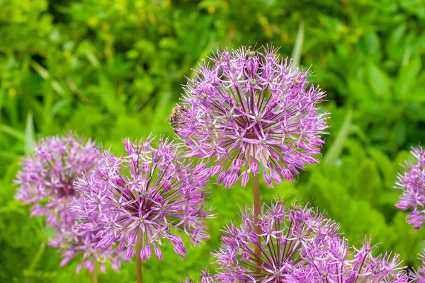 Lanet Olası Mor Allium Hollandicum Arı Polen Toplar — Stok fotoğraf