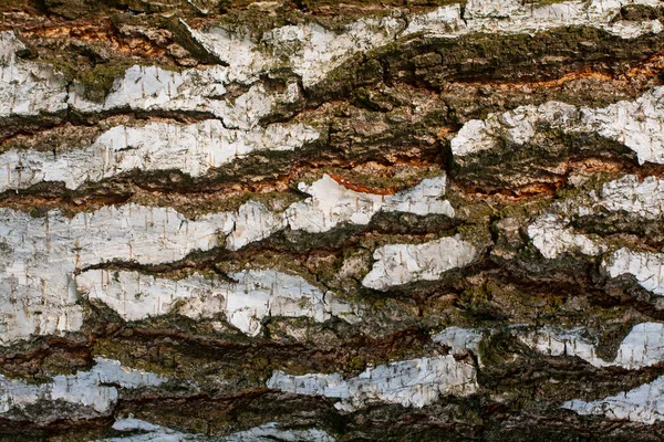 Consistenza Della Corteccia Betulla Vecchio Albero Corteccia Primo Piano Betulla — Foto Stock