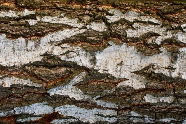 桦树树皮的质地 老树树皮特写 有老桦树的背景 — 图库照片