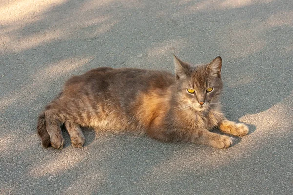 Graue Katze Ruht Auf Dem Bürgersteig — Stockfoto