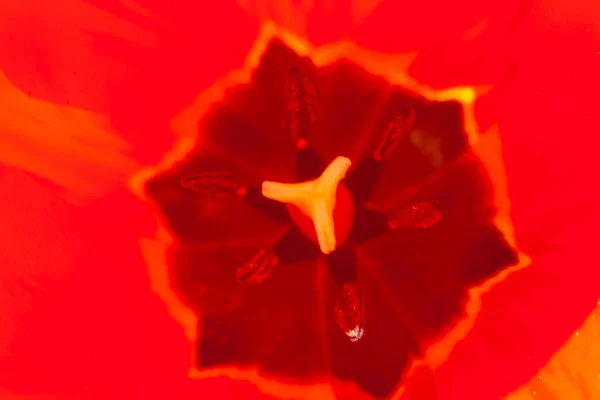 Pestle Stamen Tulip Tulip Close Background Red Colors — Stock Photo, Image