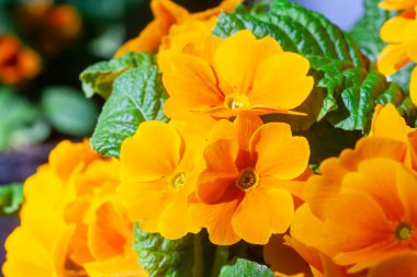 Turuncu bir infloresans makro çekiminin yatay fotoğrafçılığı