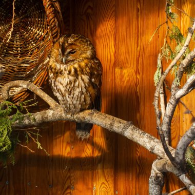 Hayvanat bahçesindeki bir dalda bir baykuş oturuyor. Kare fotoğraf.