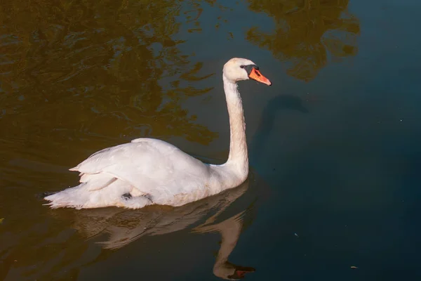 Cisne Branco Nadando Uma Lagoa — Fotografia de Stock
