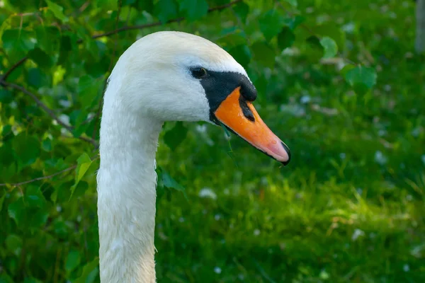 Cabeça Cisne Branco Contexto Vegetação — Fotografia de Stock