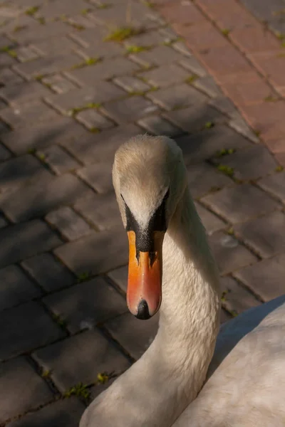 Cabeça Cisne Branco Parque Cidade Foto Vertical — Fotografia de Stock