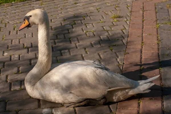 Cisne Branco Sentado Num Parque Cidade Fotografia Horizontal — Fotografia de Stock