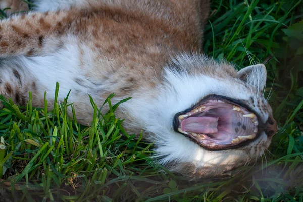 Close Retrato Macho Eurasian Lynx Mandíbulas Abertas Predador Beijando Lince — Fotografia de Stock