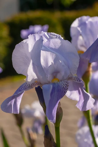Çiçek Açan Mavi Iris Çiçeği Yakın Plan — Stok fotoğraf