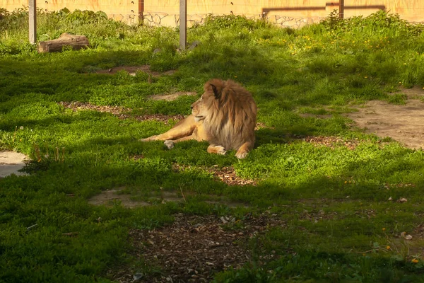 Young lion resting in a zoo