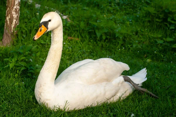 Cisne Branco Sentado Grama — Fotografia de Stock