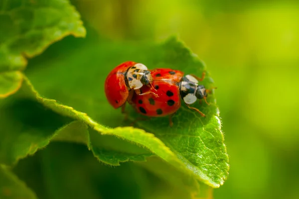 Harmonia Axyridis Más Comúnmente Conocida Como Arlequín Escarabajo Asiático Multicolor — Foto de Stock