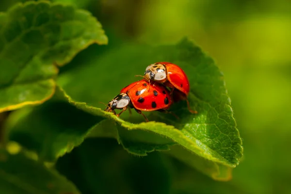 Dos Mariquitas Apareándose Una Hoja Harmonia Axyridis Más Comúnmente Conocida — Foto de Stock