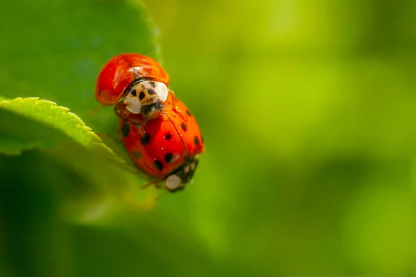 Dos Mariquitas Apareándose Una Hoja Harmonia Axyridis Más Comúnmente Conocida — Foto de Stock