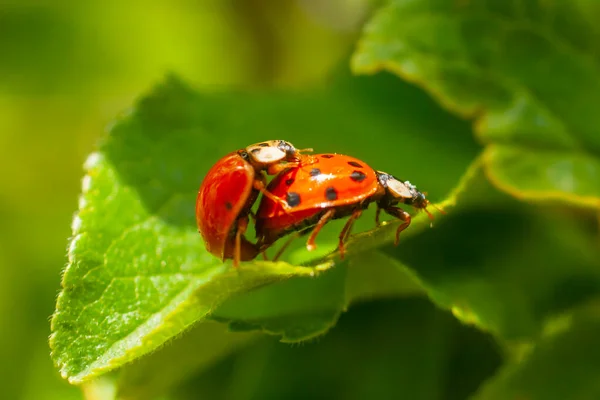 Harmonia Axyridis Más Comúnmente Conocida Como Arlequín Escarabajo Asiático Multicolor — Foto de Stock