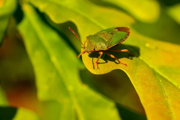 The green shield bug or Palomena prasina from the family Pentatomidae close-up. Macro photo of a green beetle on an oak leaf.