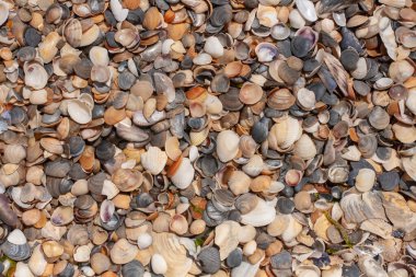 Deniz duvar kâğıdı. Sahilde deniz kabukları. Turizm hakkında bir yazı için arkaplan.