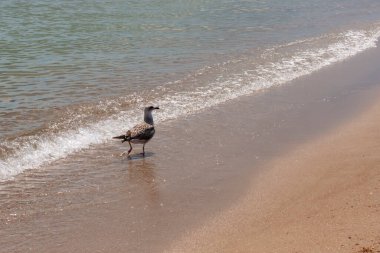 Deniz boyunca koşan albatroslar.