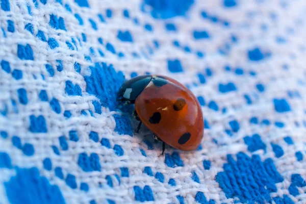 Coccinella Septempunctata Mariquita Siete Puntos Cerca — Foto de Stock