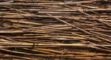 Phragmitler suda. Yatay arkaplan. Baston kes.