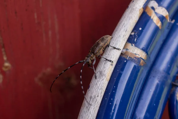 Der Laubholzbockkäfer Cerambycidae Auch Als Langhörner Oder Langhörner Bekannt Käfer — Stockfoto