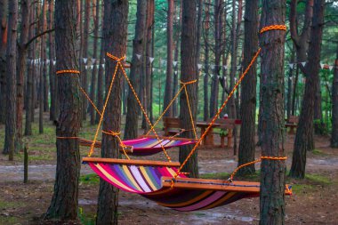 Çam ormanında iki renkli hamak
