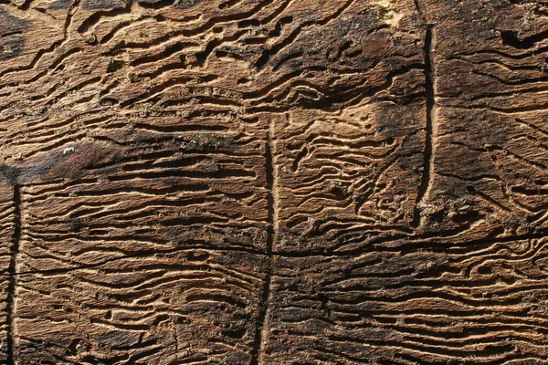 Textura Árbol Comido Por Los Escarabajos Corteza Fotografía Horizontal — Foto de Stock