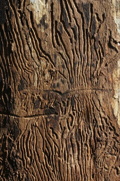 Textura Uma Árvore Comida Por Besouros Casca Foto Vertical — Fotografia de Stock