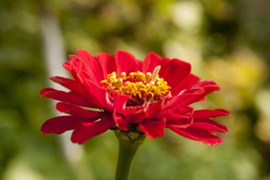 Zinnia elegans, gençlik ve yaş çiçeği olarak bilinir.