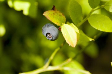 Güneşli bir günde yabanmersini. Makro